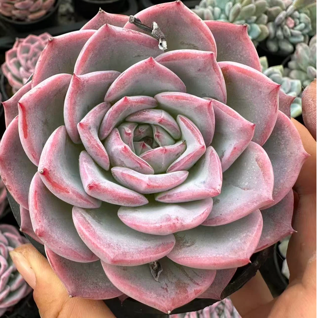 10#三生三世桃花里多肉植物    前男友精品多肉 A233J