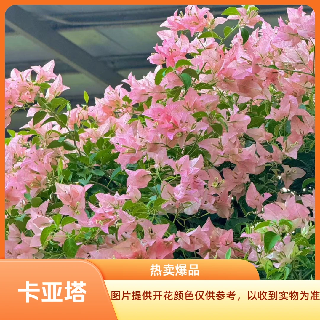 卡亚塔 三角梅袋苗 阳台庭院地栽盆栽绿植花卉