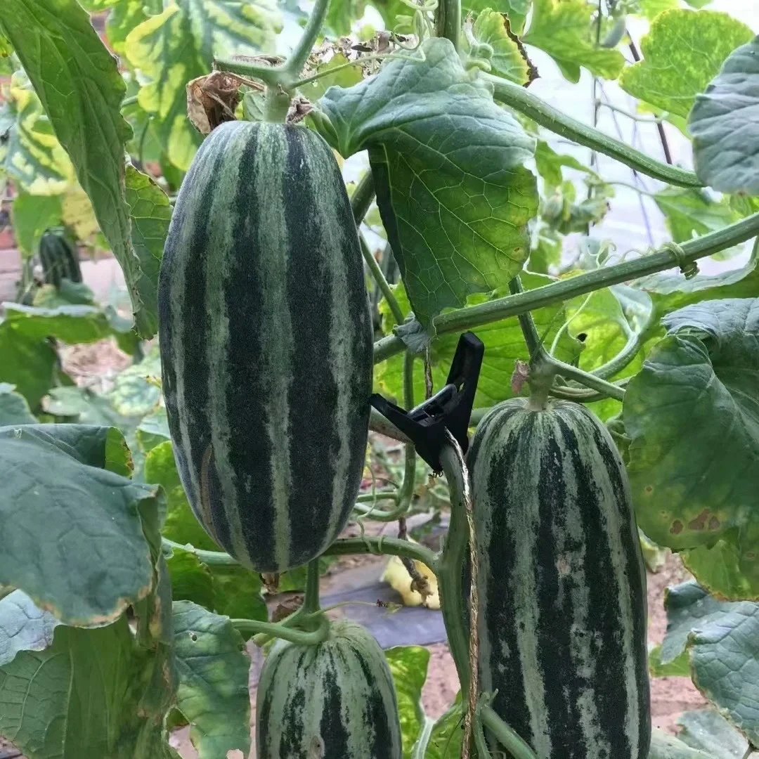 【美味暴击】博洋九号甜瓜  净重2.5斤左右