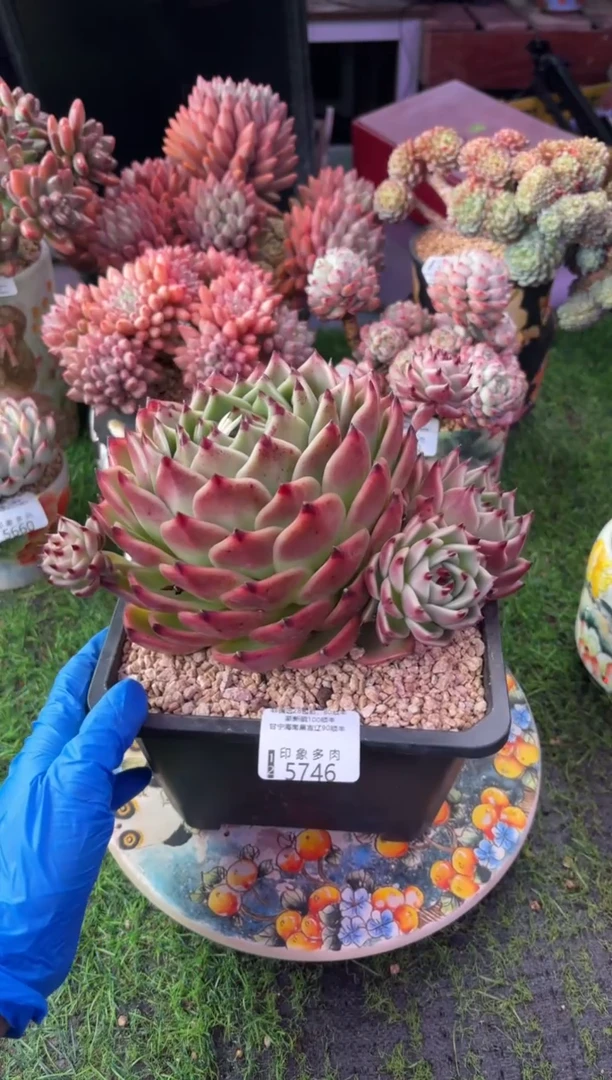 昆明印象多肉5746