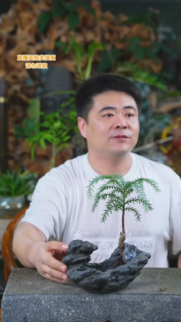 当前无花栽培后可以开花澳洲杉90T