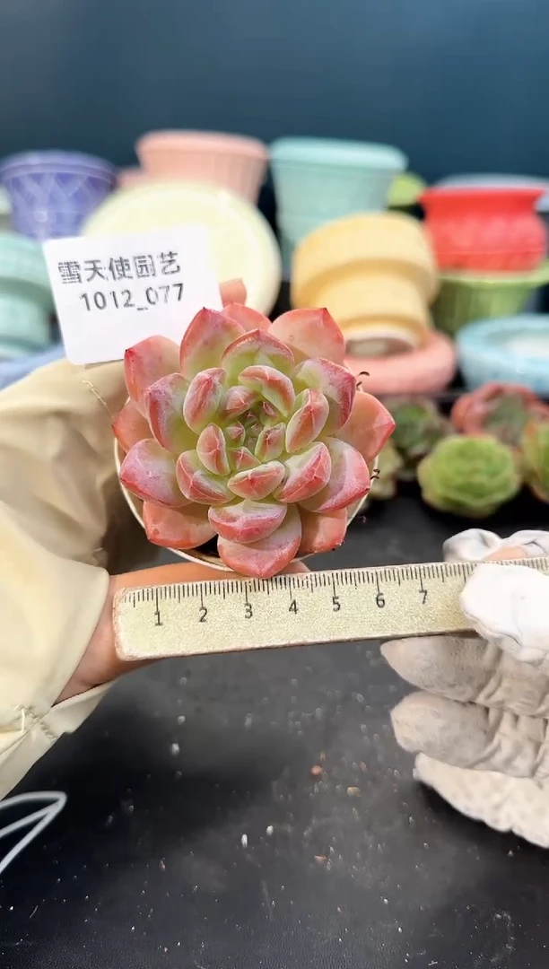 1012- 077红袖 （冠幅 5 cm）