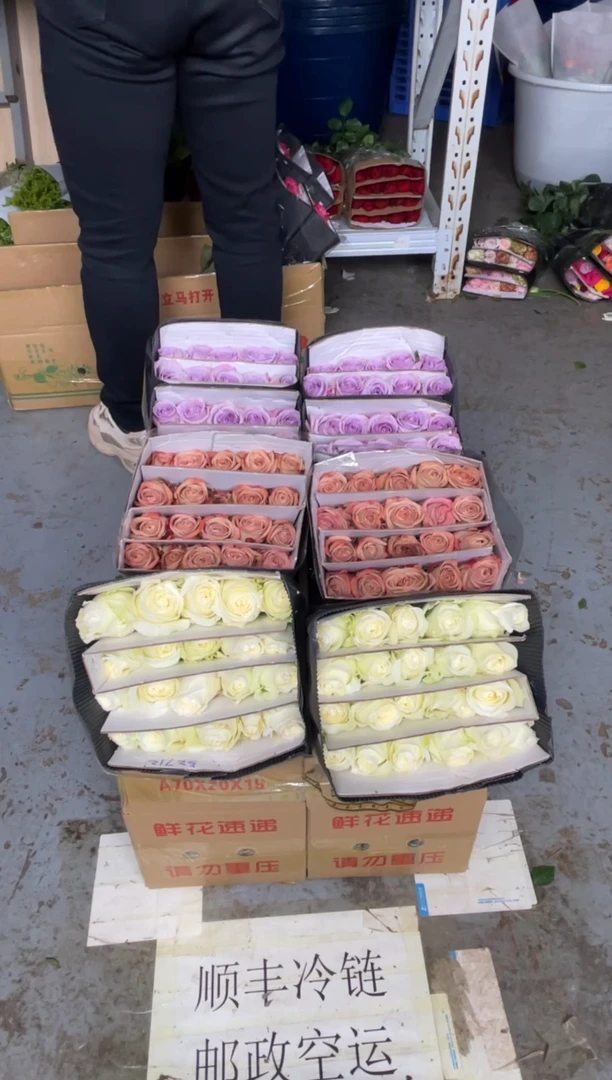 骄傲20枝+卡布20枝+海洋之歌20枝