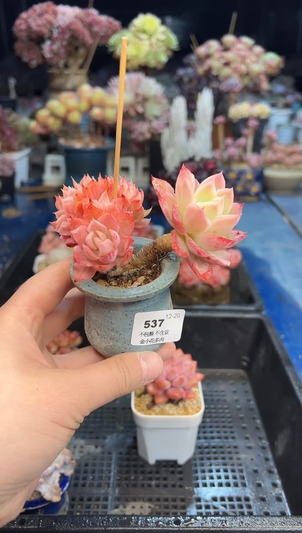 【闪购商品】537不带盆