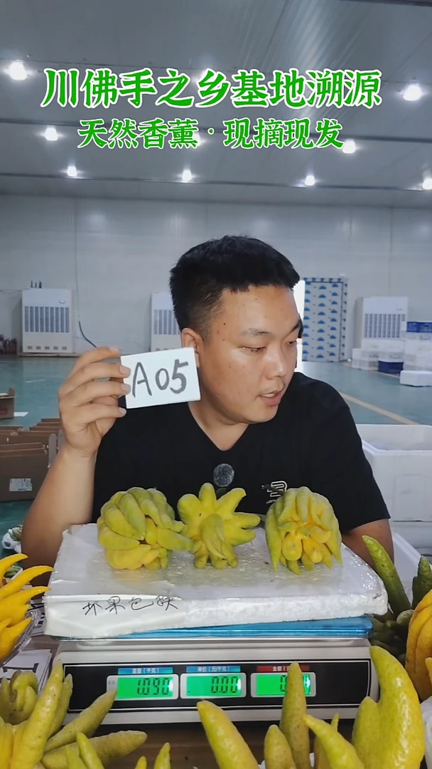 柑橘【一物一拍】川佛手柑鲜果A05