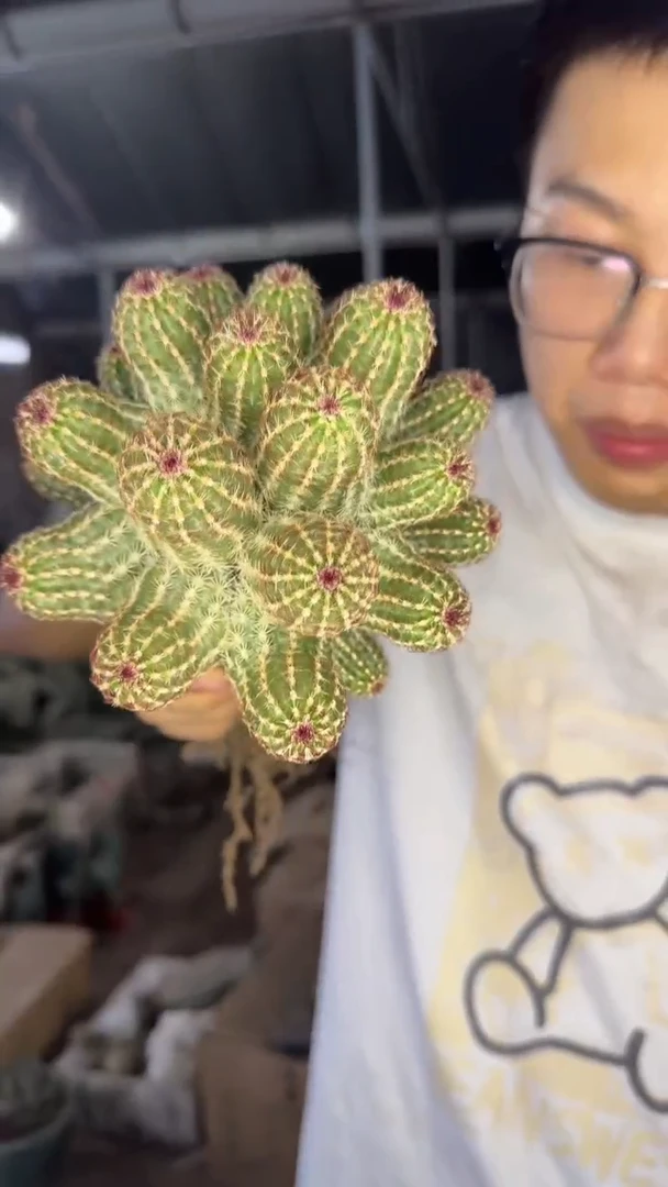 多头 青花虾【嫁接】