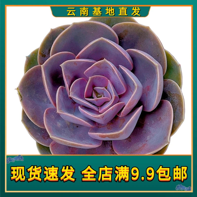 【紫珍珠 】【满9.9包邮】星花怒放阳台露台办公多肉植物栽种养护紫色
