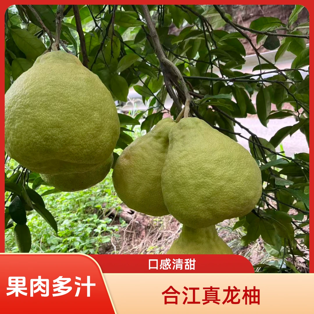 四川泸州特产合江真龙柚新鲜当季水果