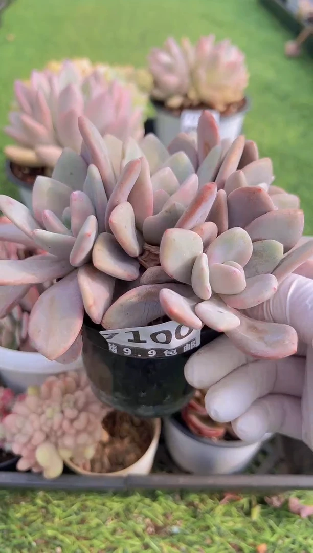 【闪购商品】信福多肉一物一拍