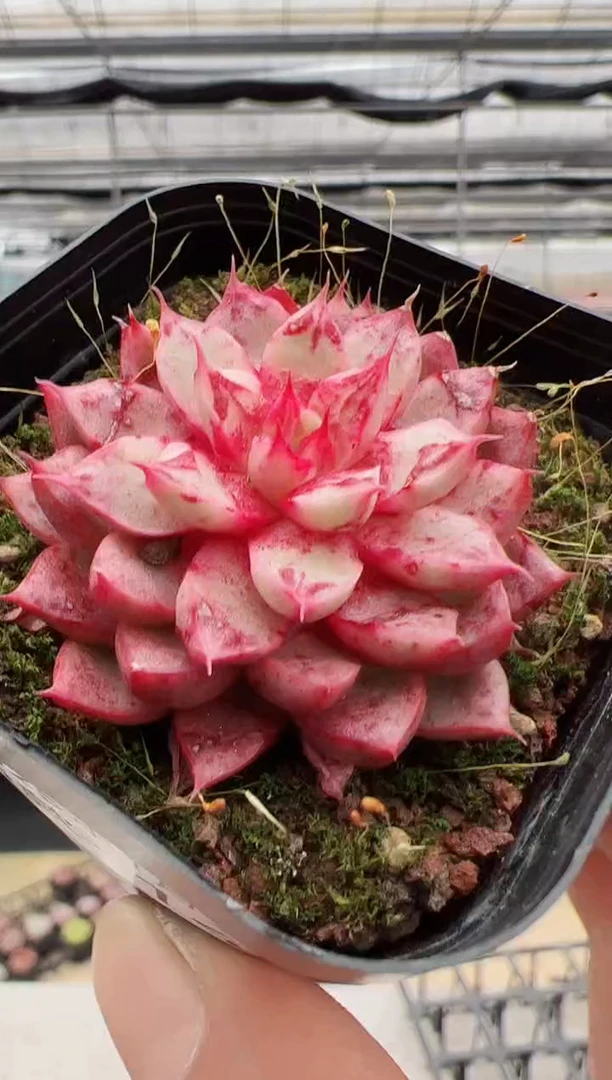 【闪购商品】新款多肉-149