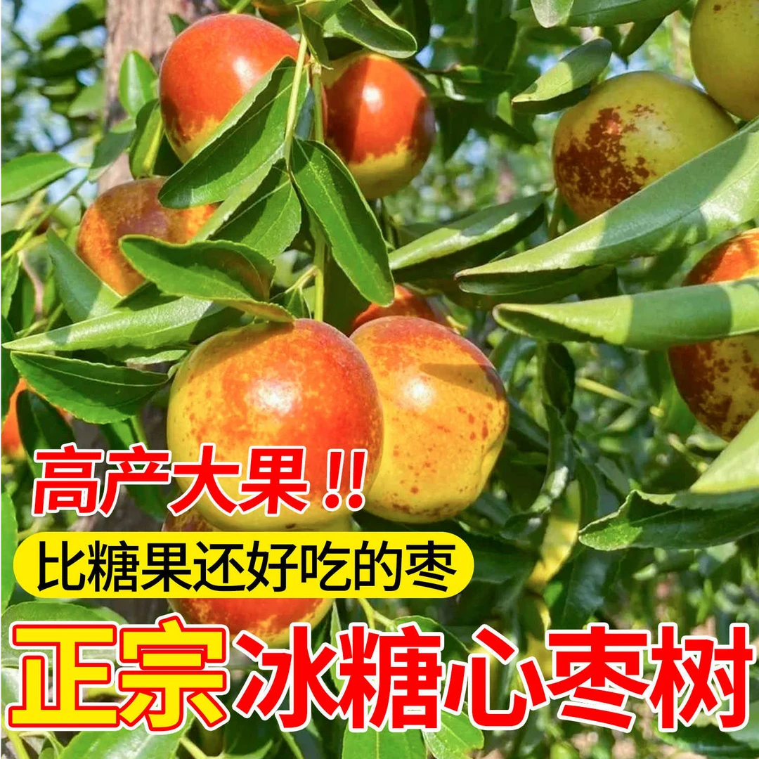 冰糖心冬枣树苗嫁接大果枣树南北方种植果树耐寒耐热别墅庭院地栽