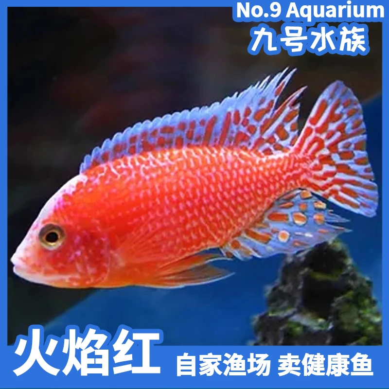 三湖慈鲷火焰红淡水龙血马鲷中型热带观赏鱼中小鱼耐活好养自来水