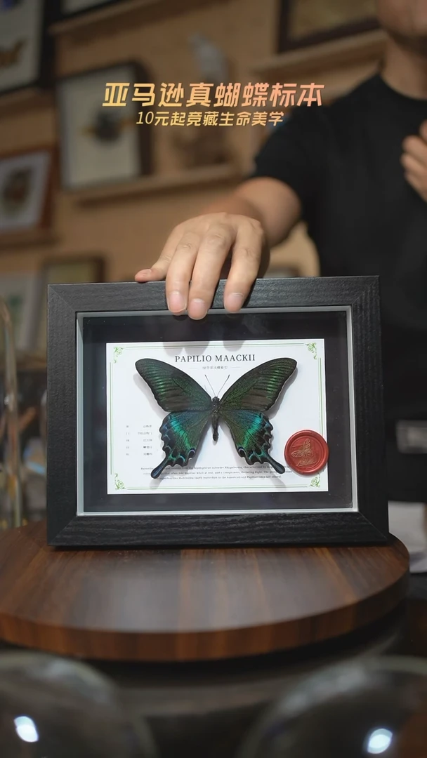 有机玻璃绿带翠凤蝶夏型8寸黑框国风版