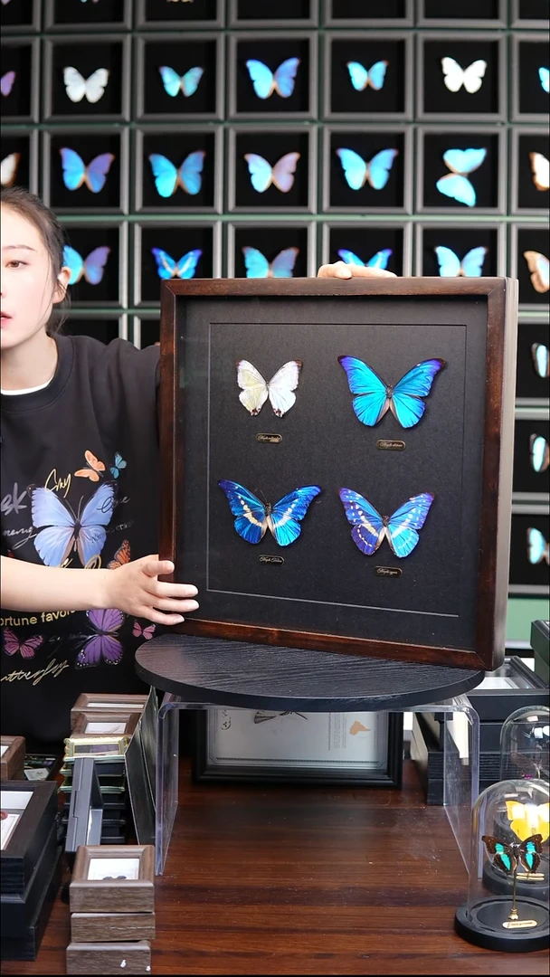 四大美蝶闪蝶组合