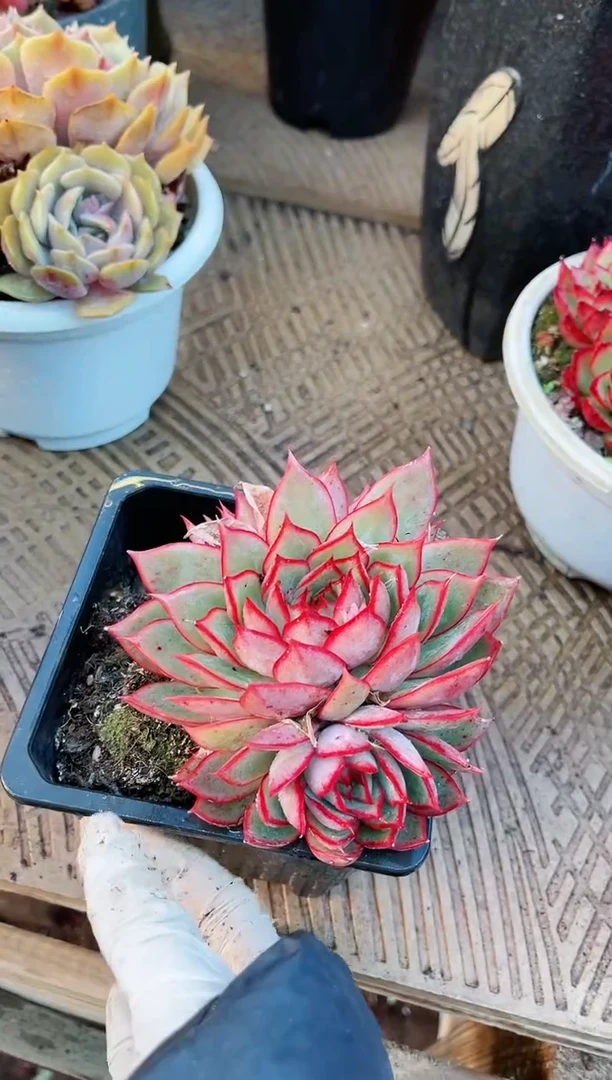 【闪购商品】21154