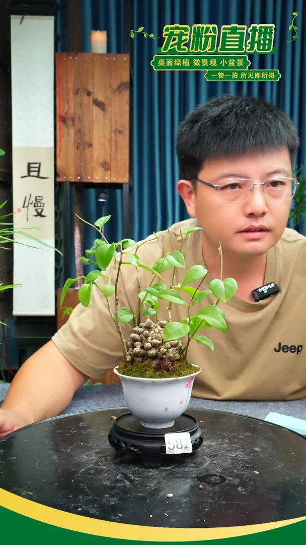 无花朵苔藓微景观582号