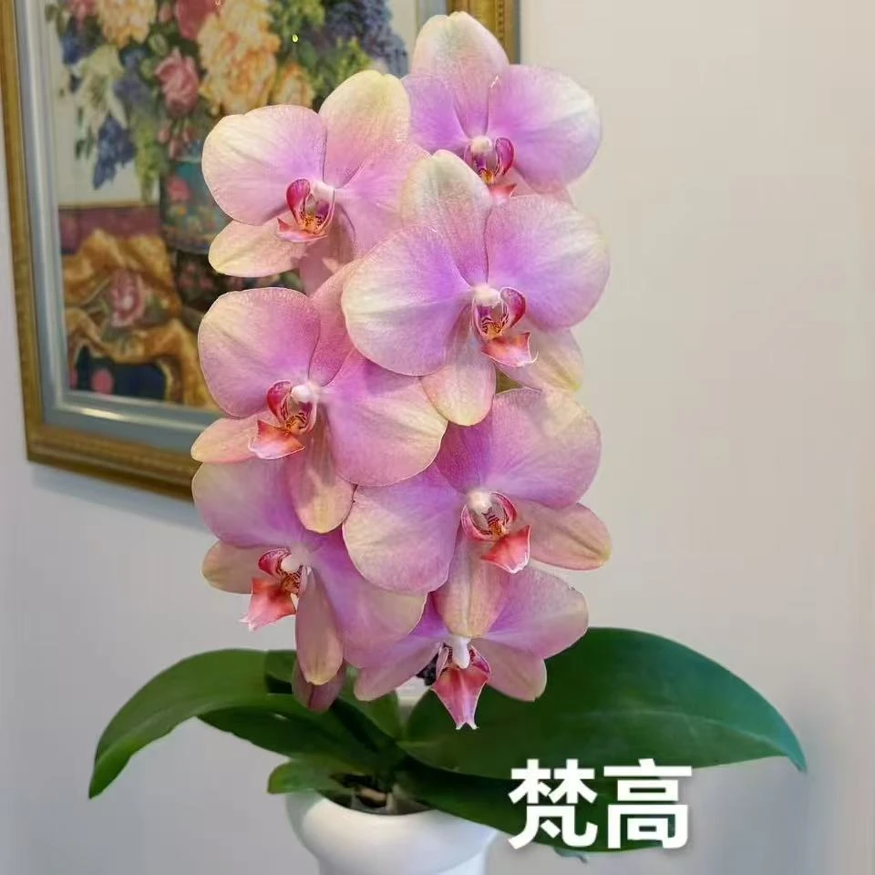 欧品微瑕【梵高】3.0杯有花剑无花蝴蝶兰