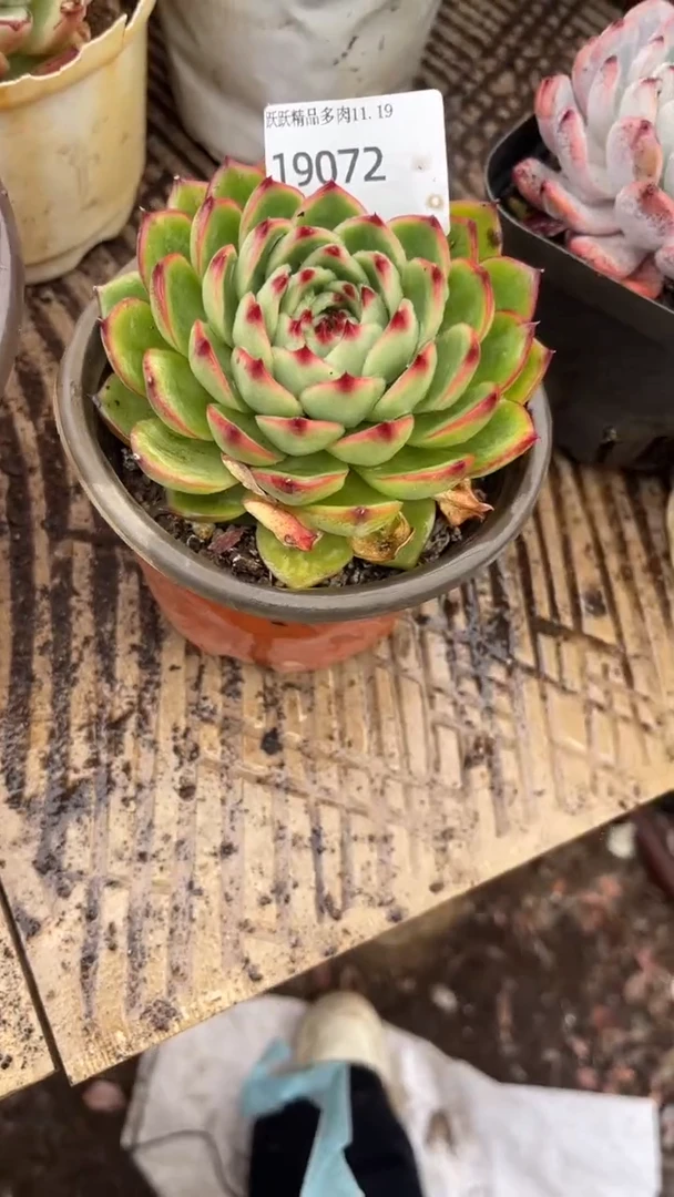 旧*多肉植物一物一拍19072