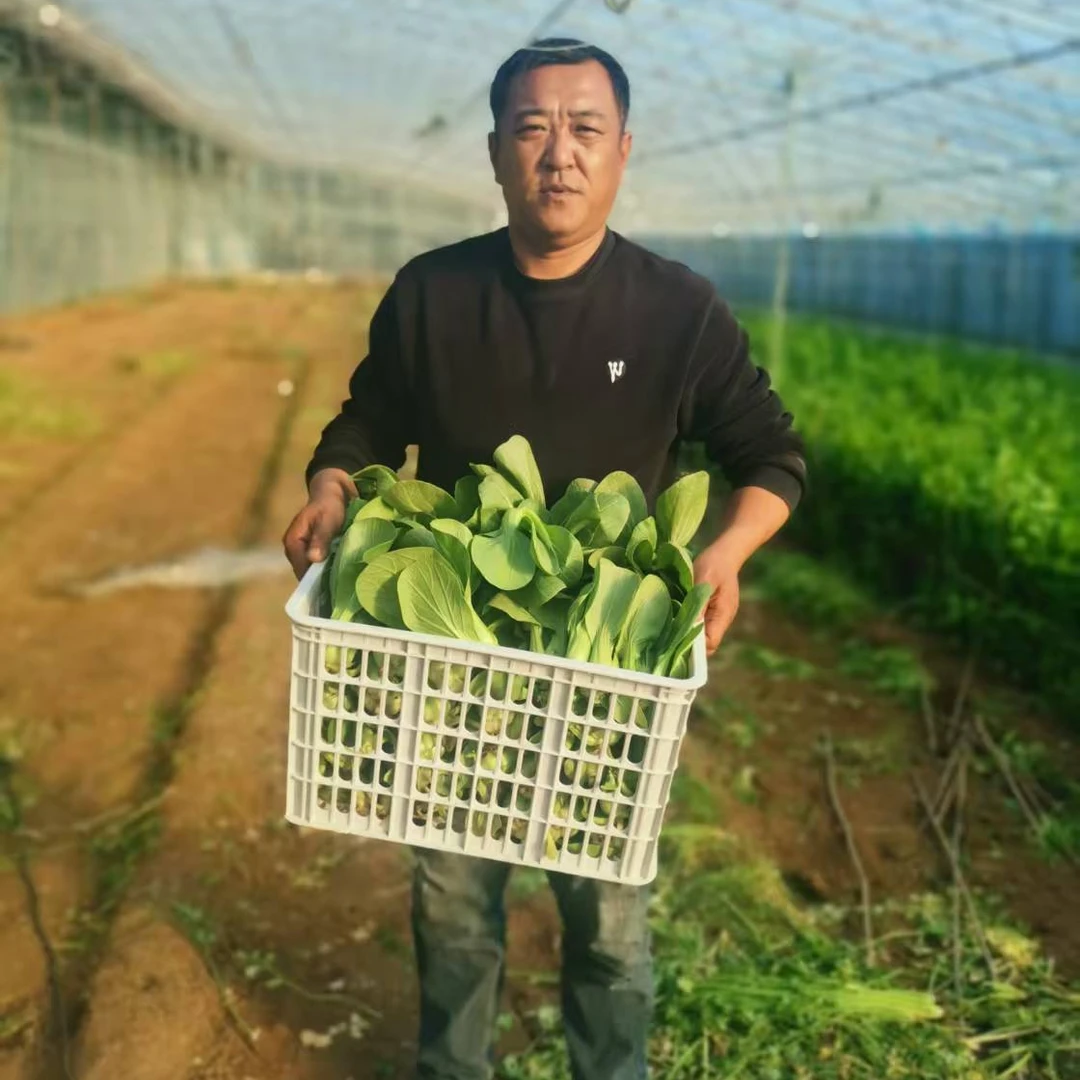 【老袁爱心助农】现摘现发油菜新鲜产地直发