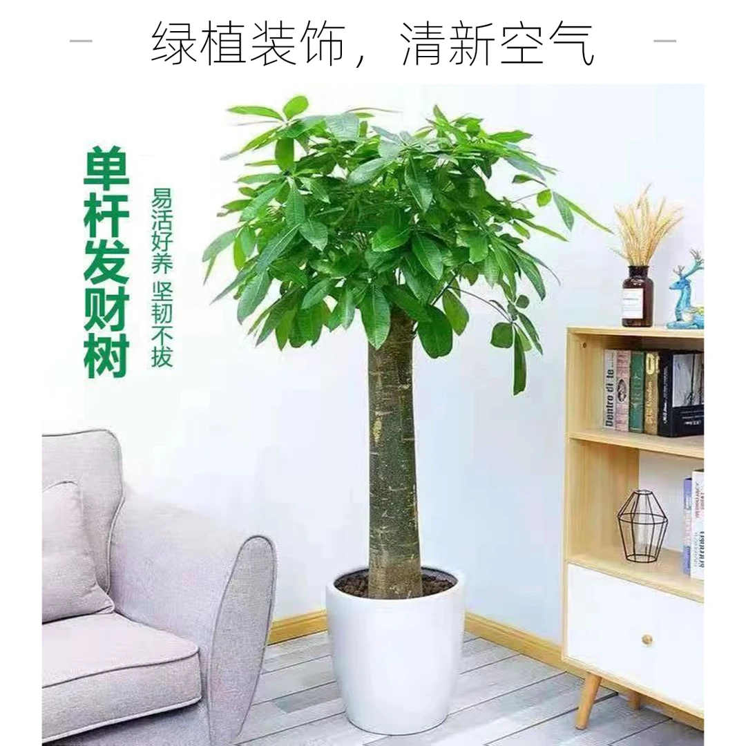 1.5-1.7米摇树盆栽发财树室内植物造景绿植客厅绿植大盆栽大棵