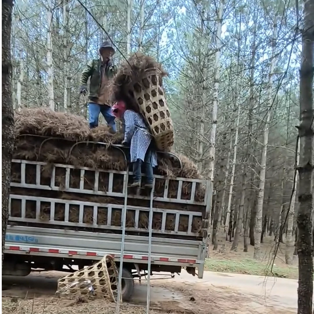 高温腐熟发酵松针土营养土月季茶花三角梅兰花绿植花卉园艺专用