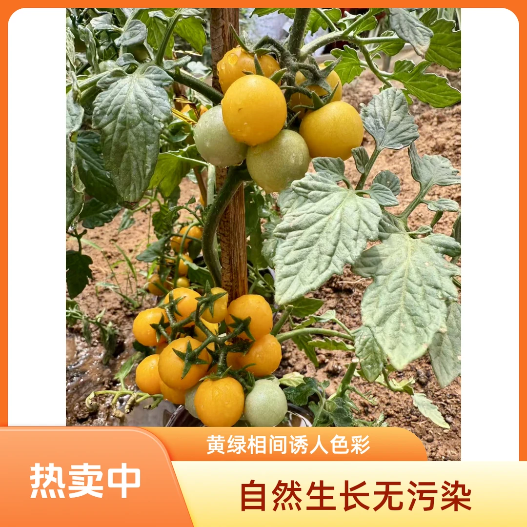 矮生小番茄苗盆栽带花四季开花可阳台种植圣女果水果