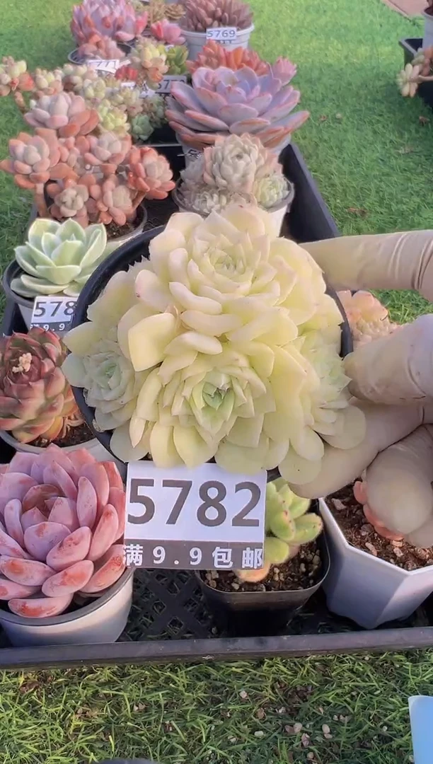 【闪购商品】信福多肉一物一拍
