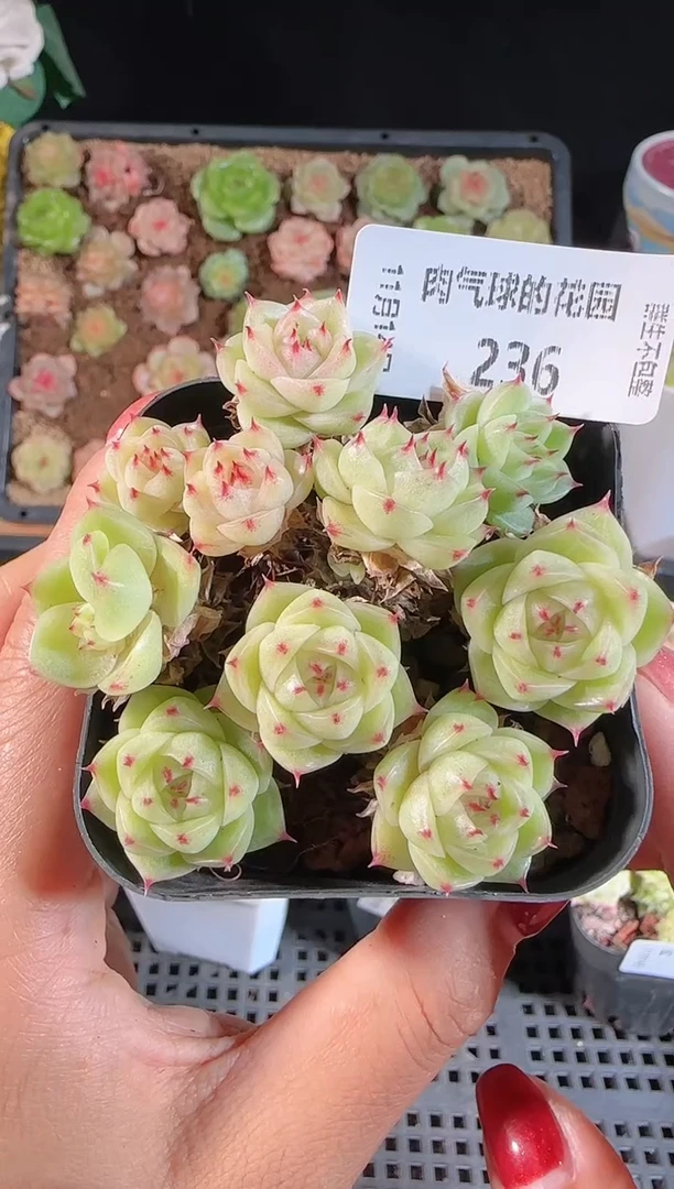 1114-236群生不包整