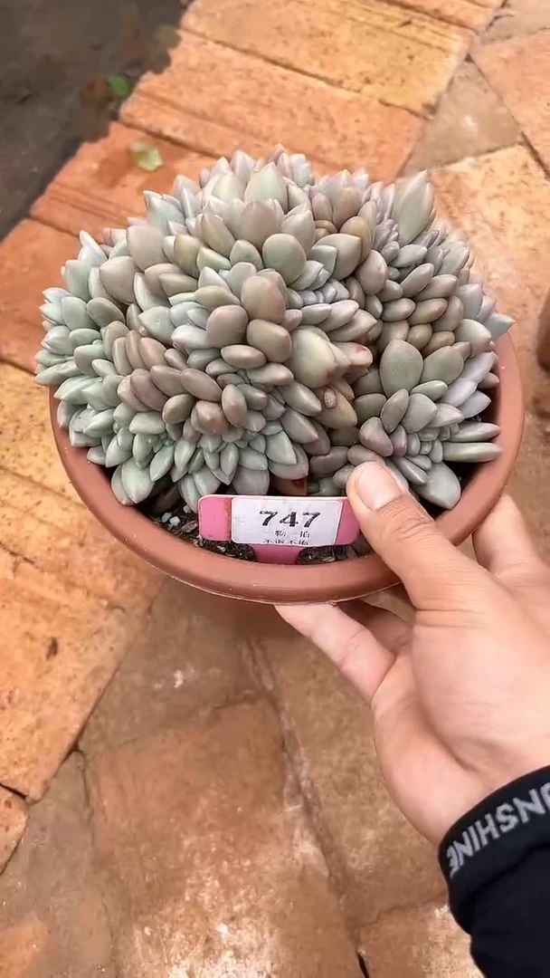 【闪购商品】747号桃花源缀多肉