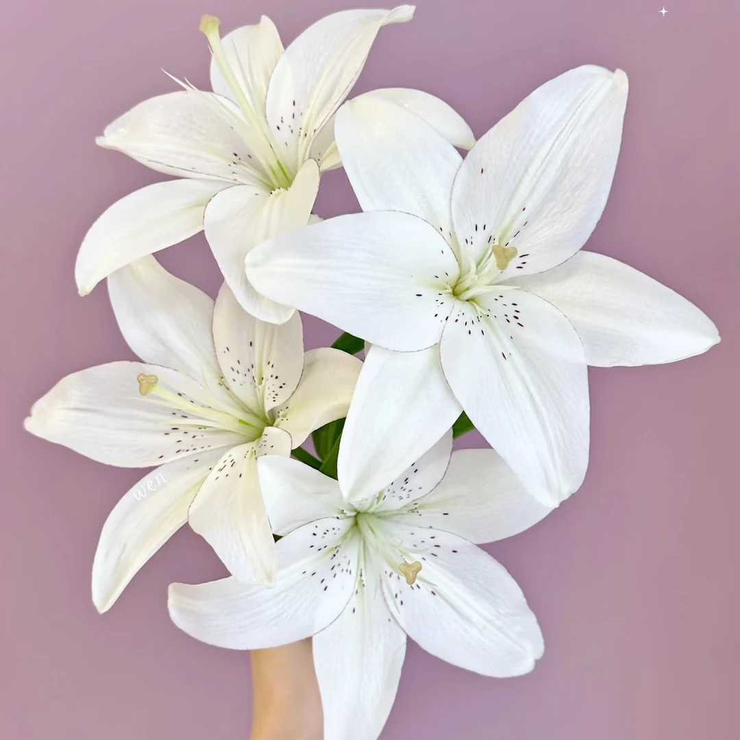 【云舍花卉】【眼线】亚百合【小花苞】任意满两单及以上鲜花包邮