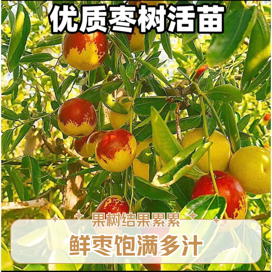 枣树活苗嫁接冬枣地载果树果苗当年结果北方南方适合阳台庭院大枣