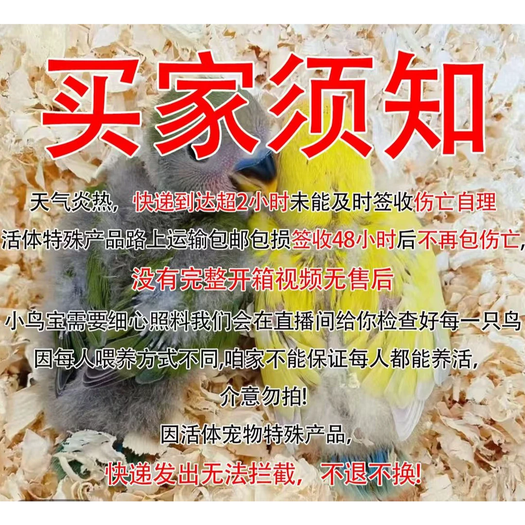 手养特色大头虎皮半毛雏鸟