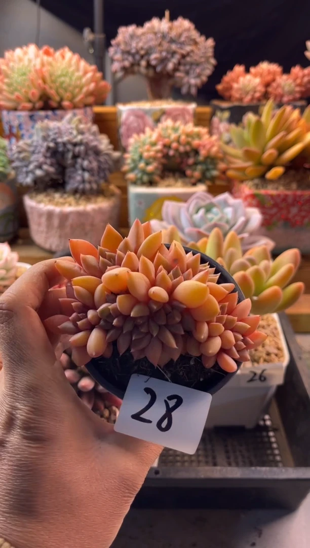 12.14-28红象牙缀化1111