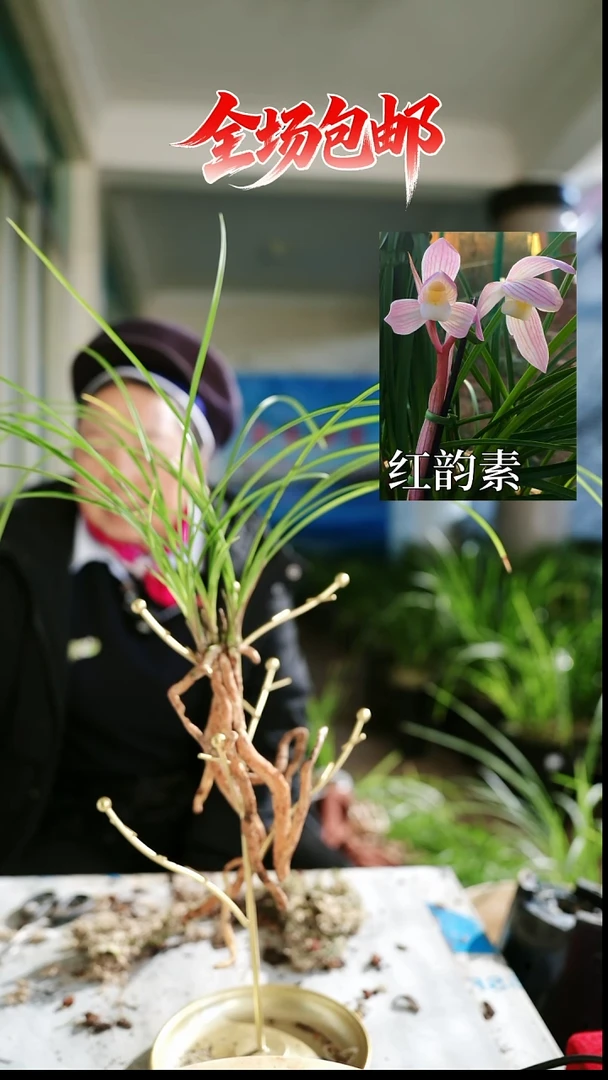 当前无花栽培后可以开花红韵素