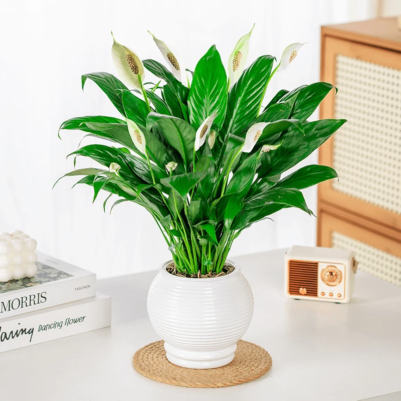 新款2-5朵花白掌盆栽一帆风顺水培植物室内好养花卉绿植水养美丽