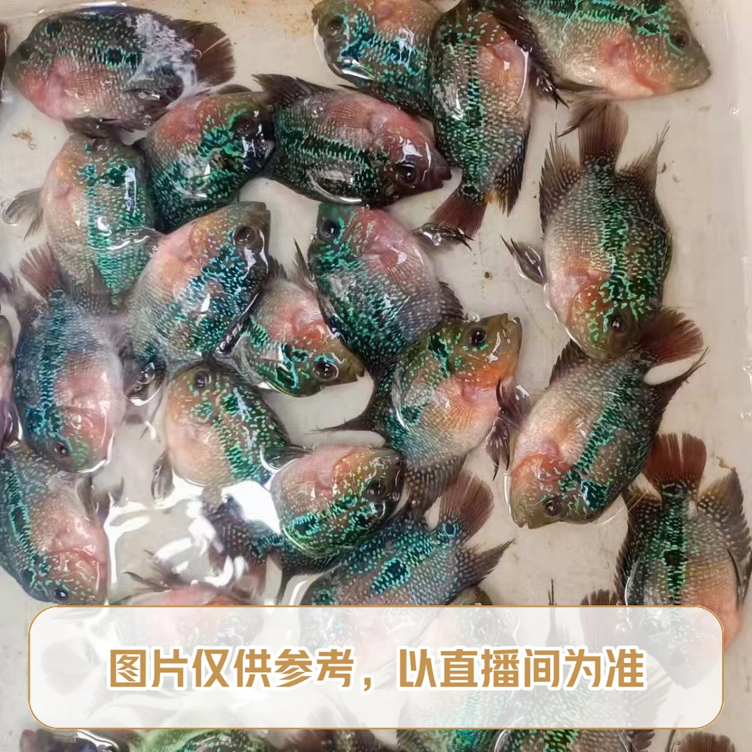 泰国精品鸿运爆头罗汉大苗5-8公分小压成起头率高热带观赏鱼耐活