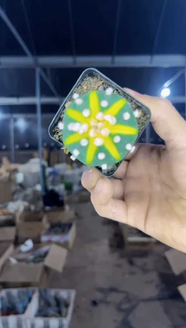 【闪购商品】西瓜兜【锦】