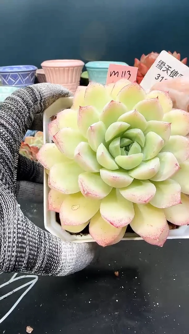 3  131 m113  （冠幅 10 cm）