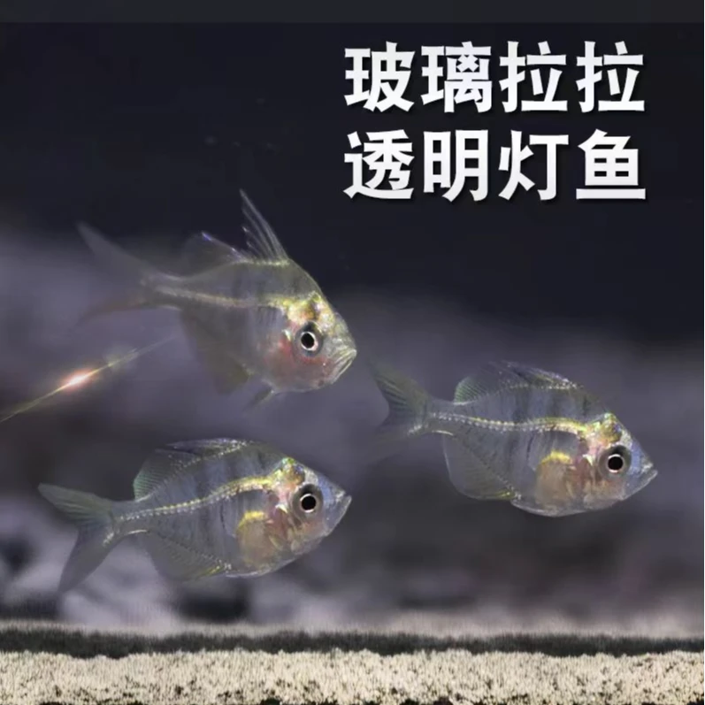 玻璃拉拉热带观赏鱼