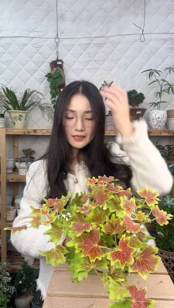 无花朵012枫叶天竺葵育苗盆