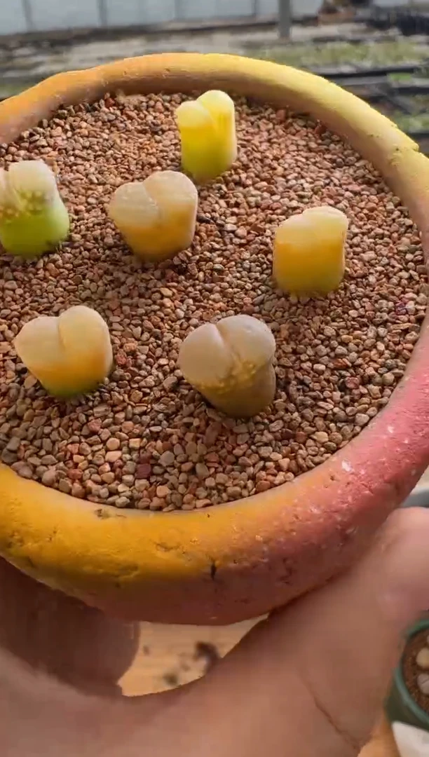 【闪购商品】22-49.