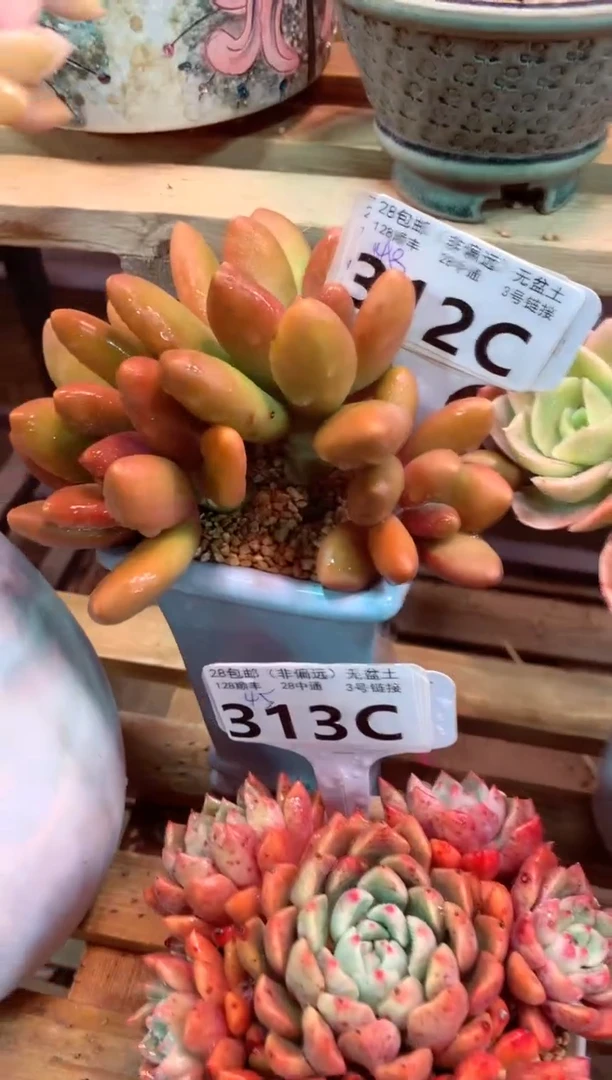 312C（一物一拍，精品多肉，w所见即所得 ）