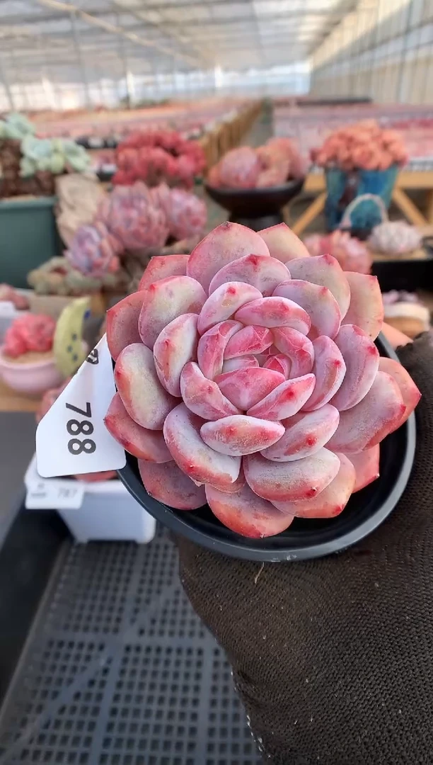 【闪购商品】788星影一物一拍