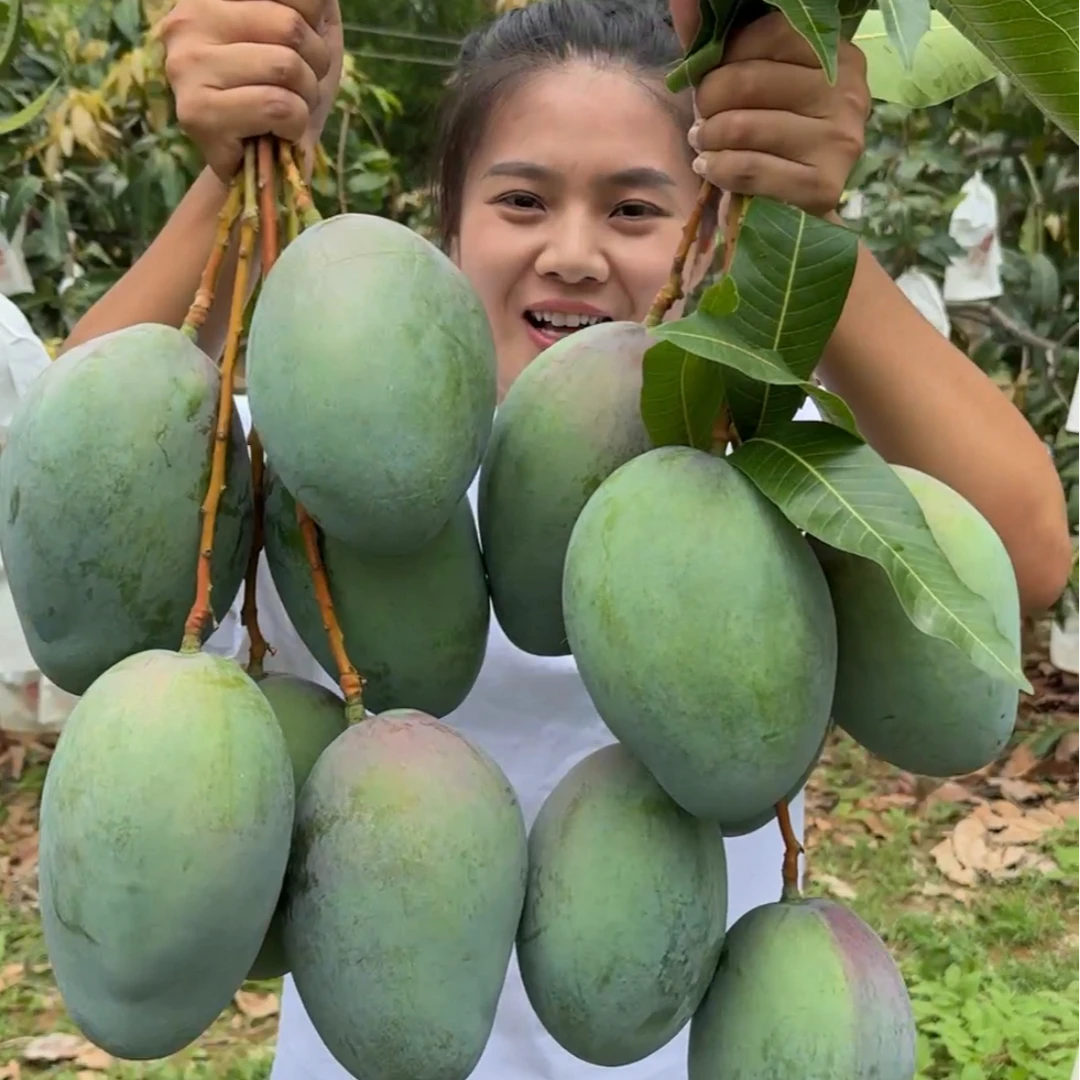 娇娇【放软吃】攀枝花芒果凯特大脸芒香甜多汁8.5斤装昆明仓发货