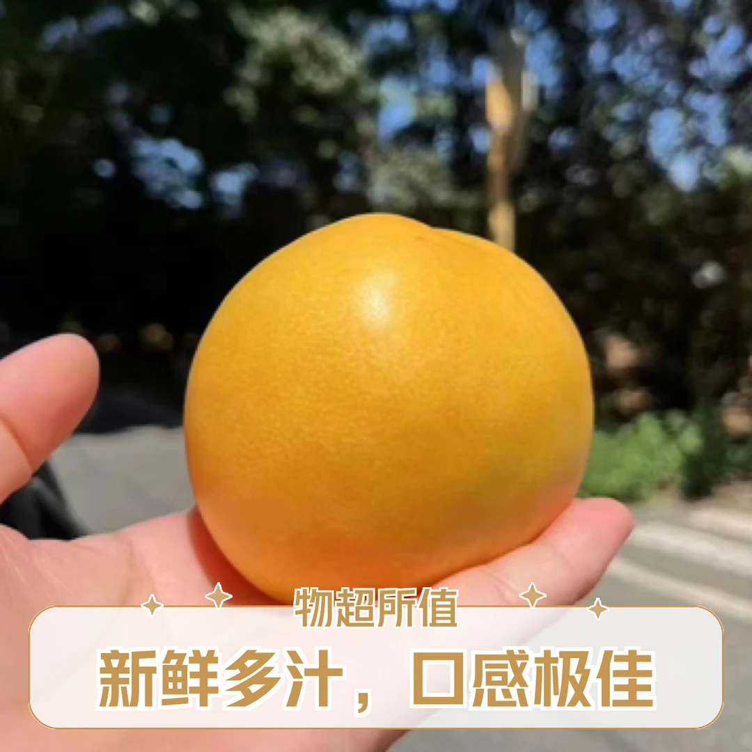 【顺丰发货】中大果现摘现发平谷正宗黄油桃老人小孩都可以吃北京市