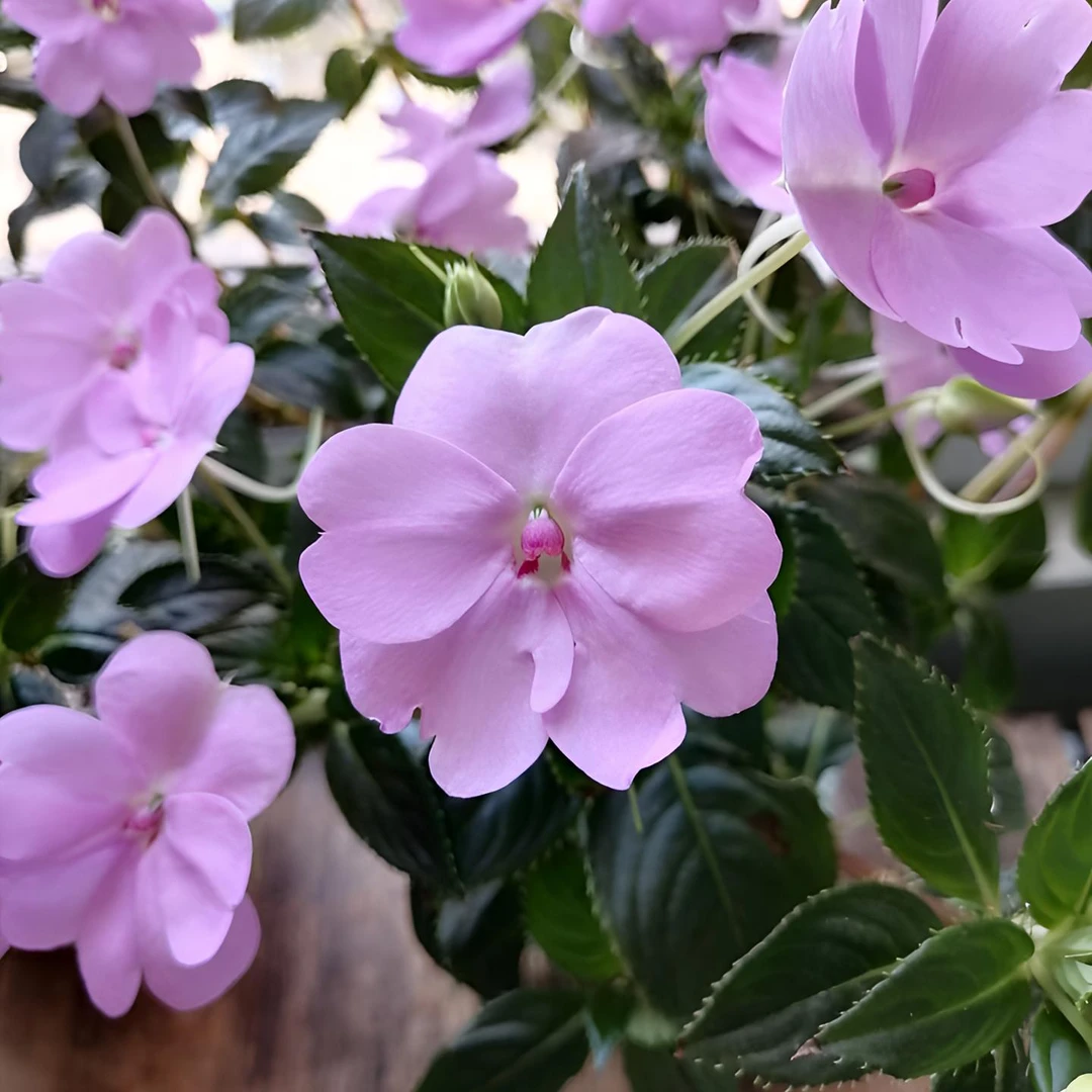 清凉紫超级凤仙桑蓓斯，耐寒耐热 ，开花性极好，耐晒耐半阴室内室外