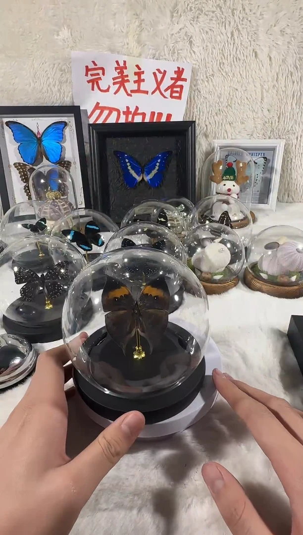 木枯叶蛱蝶水晶球