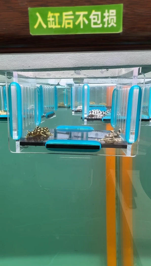 清道夫鱼016号666入缸不包损录制完整开箱视频3.5厘米