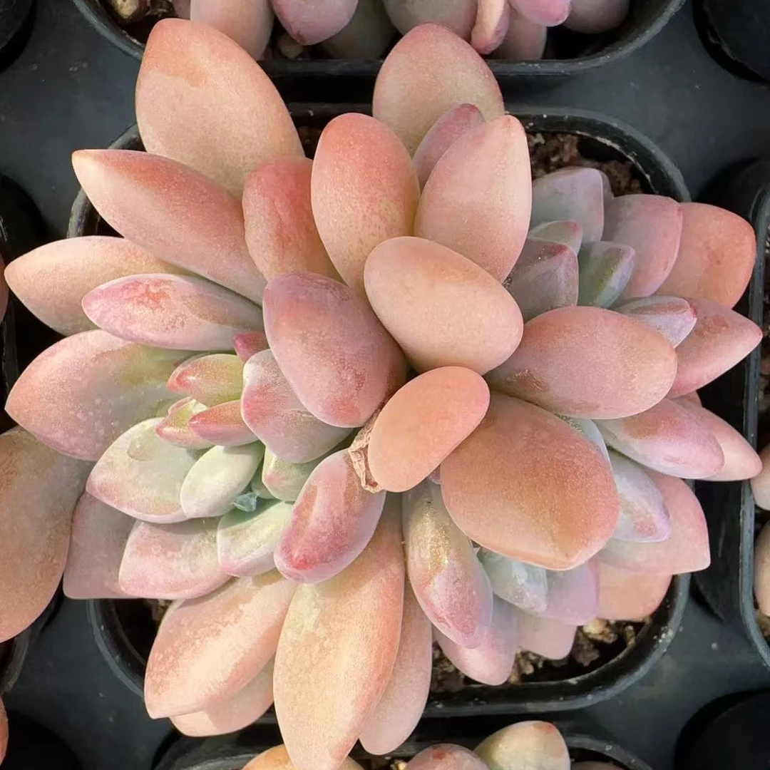 70#白鹭小群（4.5cm）脱土金先生精品多肉