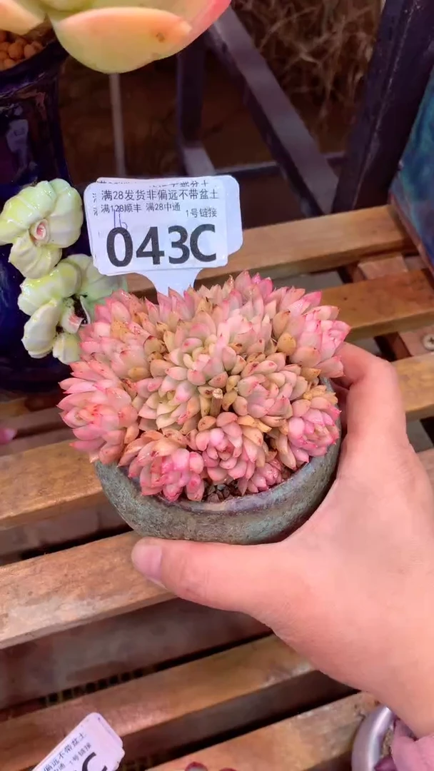 043C（一物一拍实付满28发货，默认不带盆土）